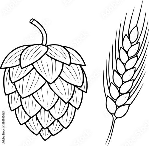 Vector grey hop and barley ear for brewing
