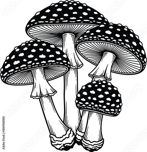 Hand drawn mushroom cluster illustration with spotted caps fantasy botanical black and white vector engraving style design for halloween art