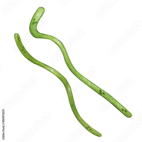 Two long green stems. Hand-drawn watercolor illustration, cartoon. Design for stickers, scrapbooking, cards. Holiday, element, nature, plant, blossom, Asia, lotus, rare, symbol, Mid-Autumn Festival