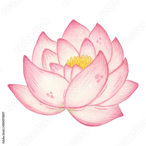 Large lotus flower. Hand-drawn watercolor illustration, cartoon. Design for stickers, scrapbooking, and cards. Holiday, element, flower, season, nature, plant, blossom, Mid-Autumn Festival