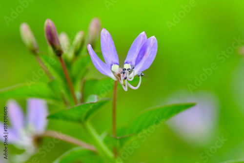 blue flower on green background