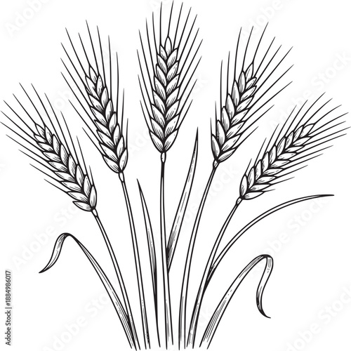 A detailed black and white line drawing of a bundle of wheat stalks with grains and leaves