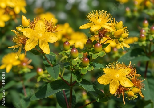 Golden Bloom: A burst of vivid yellow wildflowers in sunlight.