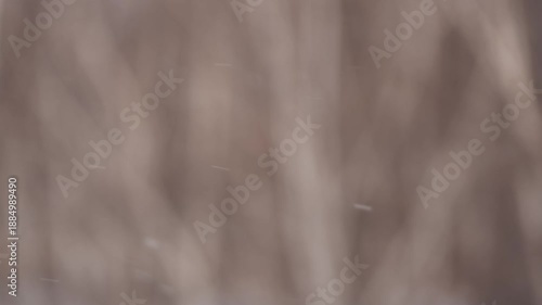 冬の白樺の森に降る雪