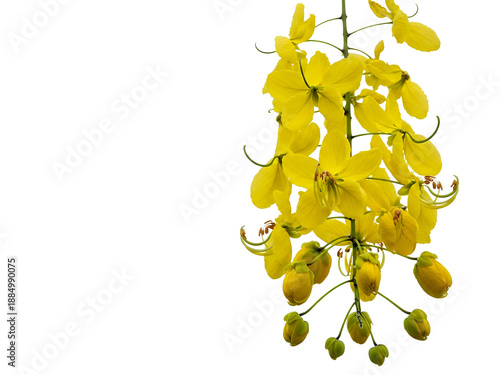 Cassia fistula flowers blooming on a branch, isolated on a clear background, viewed from the front Feedio_Imagen
