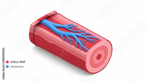 Visualizing the artery wall's structure and baroreceptors, essential for blood pressure regulation and cardiovascular health.
