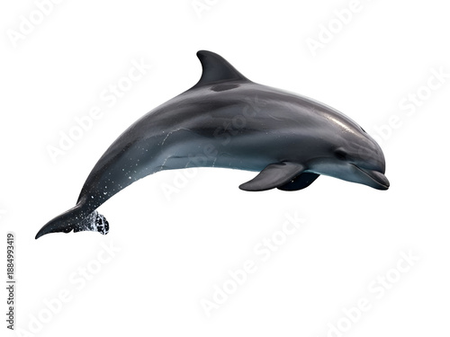 Bottlenose Dolphin Jumping White Background On White Background, Isolated on Transparent Background 