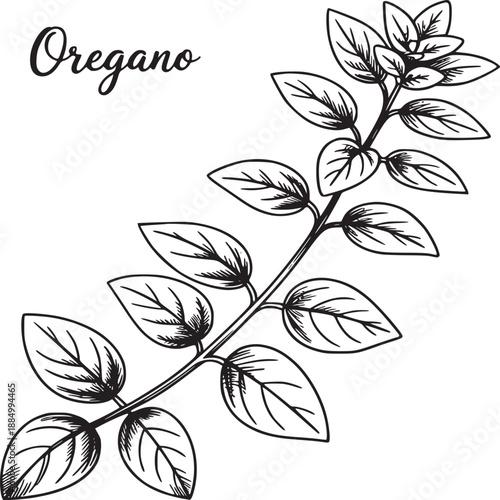 A detailed black and white line drawing of an oregano sprig with leaves and the word oregano written