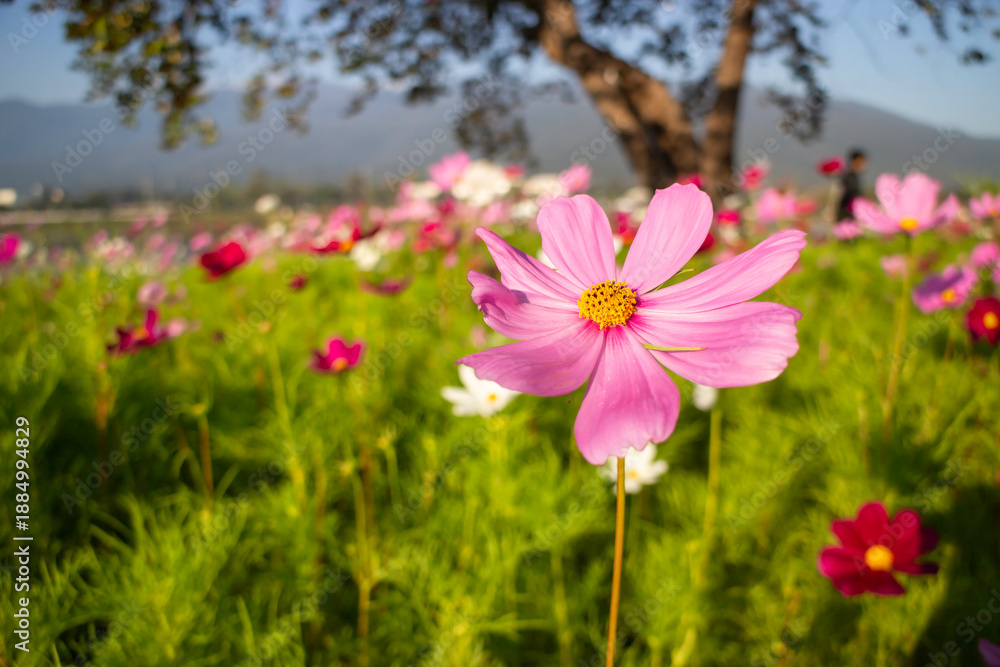 Fototapeta premium Plant and flower in outdoors garden