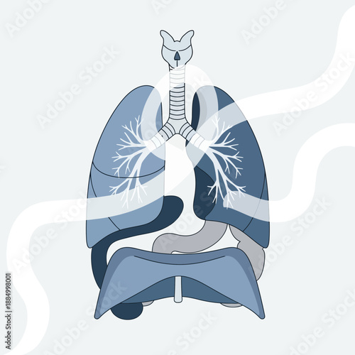 Human Respiratory System Anatomy Illustration - Lungs, Trachea, Diaphragm