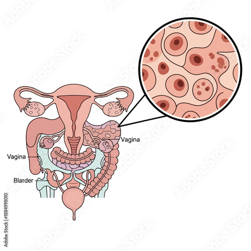 Female Reproductive System Anatomy with Cellular Detail of Ovaries