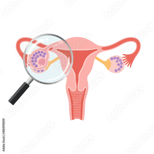 Female reproductive system, uterus, ovaries, fallopian tubes, magnified view of ovary