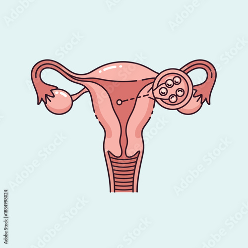 Female Reproductive System Anatomy - Uterus, Ovaries, Fallopian Tubes, Egg Cells