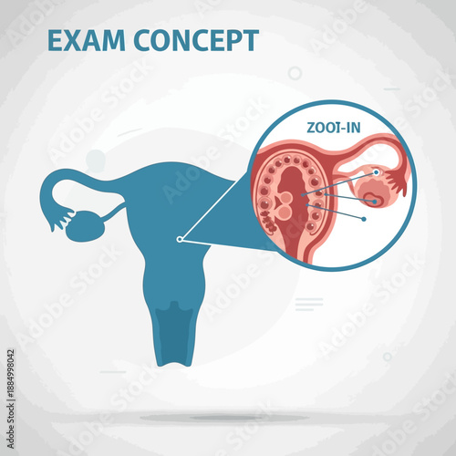Uterus Anatomy Zoom In: Ovulation, Egg Cell, Fertilization Concept