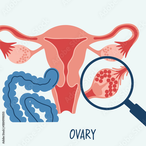 Female Reproductive System Anatomy: Uterus, Ovaries, Fallopian Tubes with Magnified Ovary Detail