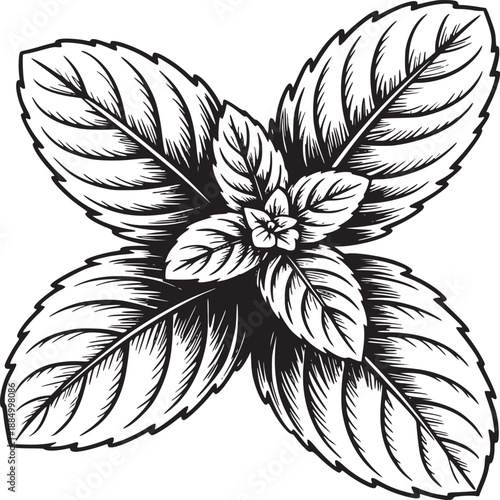 Detailed botanical illustration of a mint plant with leaves and flower in black and white style drawing