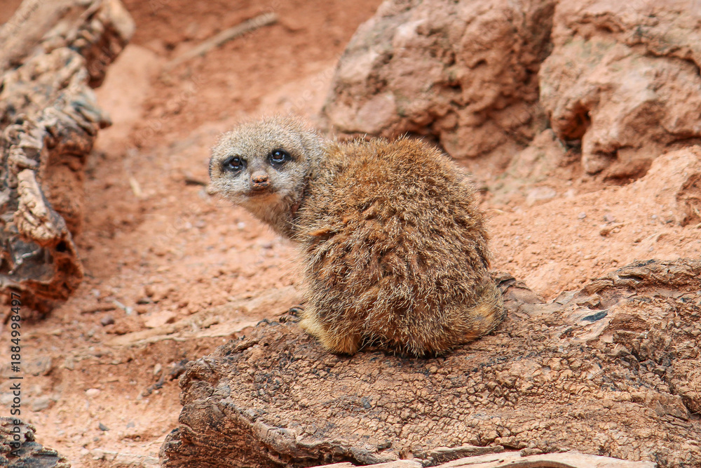 Fototapeta premium Cute Meerkat Sitting on Rock in Natural habitat