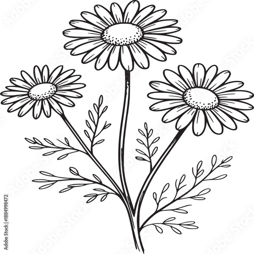 A simple line drawing of three daisies with stems and leaves on a white background illustration