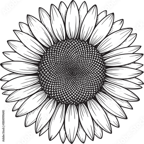 A detailed black and white line drawing of a sunflower with a textured center and petals arranged radially
