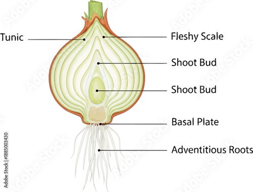 Detailed onion anatomy diagram with labeled parts