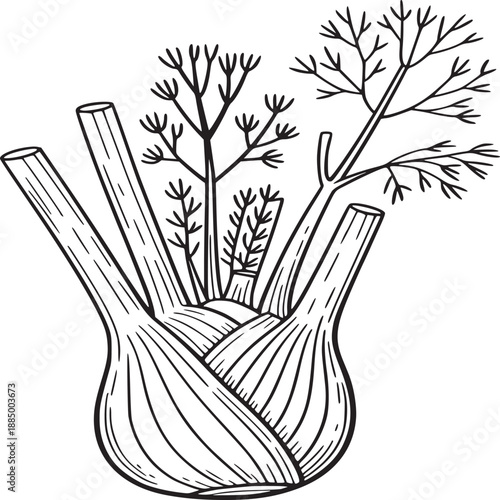 Detailed line art illustration of a fennel bulb with stalks and feathery leaves on white background