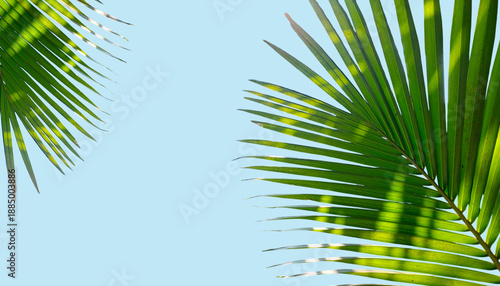 Nature, Palms, Blue sky & Endless summer