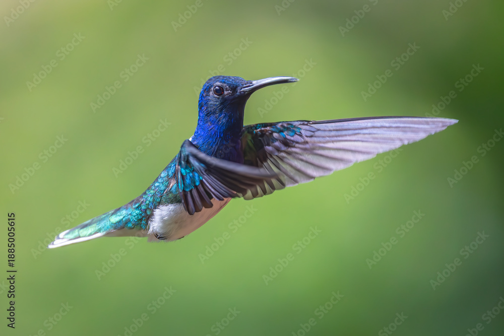 Fototapeta premium hummingbird in flight