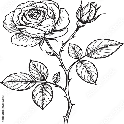 A detailed black and white line drawing of a rose with a bud and leaves on a white background