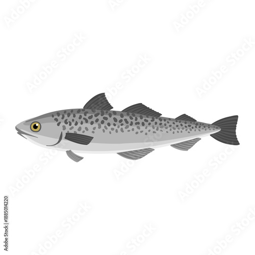vector drawing Alaska pollock, Commercial fish isolated at white background, hand drawn illustration