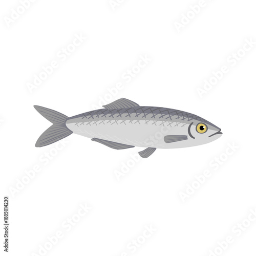 vector drawing Atlantic herring, Commercial fish isolated at white background, hand drawn illustration