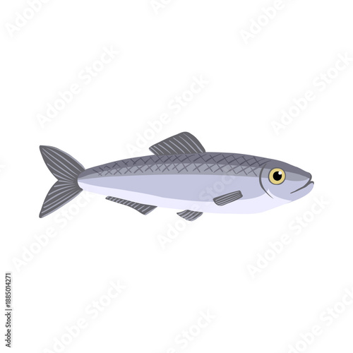 vector drawing Pacific herring , Commercial fish isolated at white background, hand drawn illustration