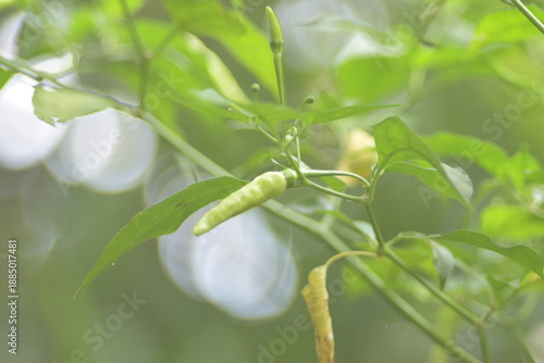 Fototapeta Fresh green bird's eye chilies hanging on the tree in a lush garden with soft bokeh background