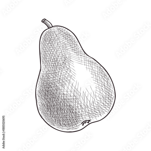 vector vintage drawing fruit, pear isolated at white background, hand drawn illustration