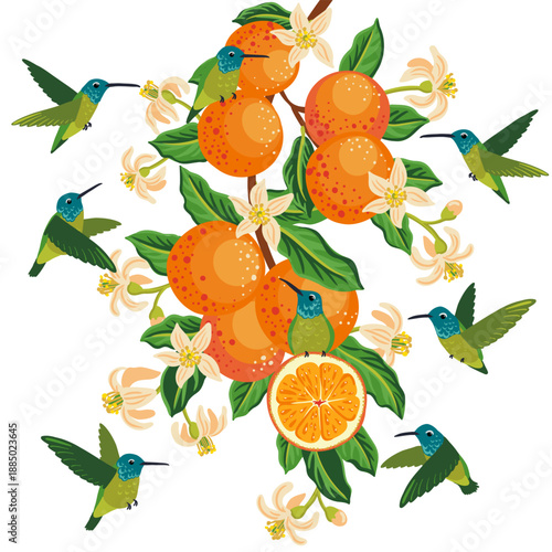 vector drawing orange tree branch with leaves,flowers and fruits and flying hummingbirds, isolated at white background, hand drawn illustration