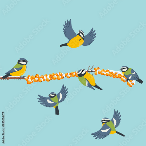 vector drawing birds, blue tit at sea buckthorn branch with berries and snow in winter, hand drawn wildlife illustration
