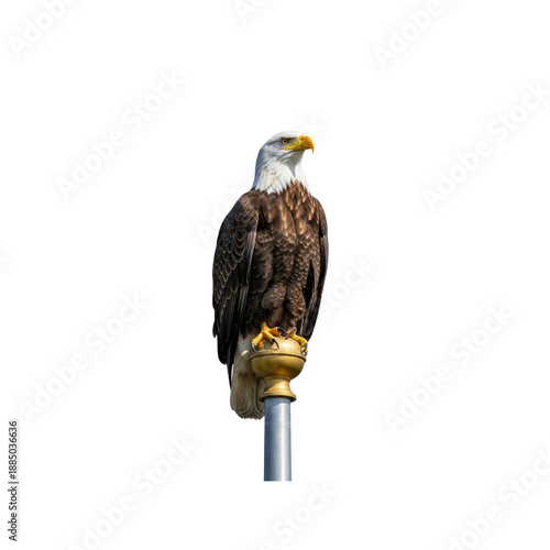 Bald eagle perched on a flagpole