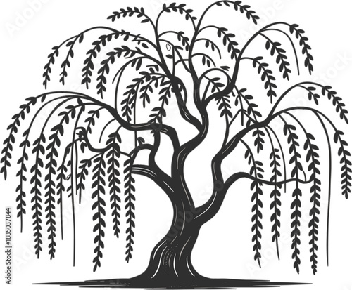 Fotografie Elegant weeping willow tree vector illustration featuring artistic hanging branc