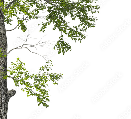 Tree branch isolated on transparent background. Large tree branch green leaves isolated on transparent background. Plant or tree leaves isolated on white background. Tree foliage PNG. Plant leaves PNG
