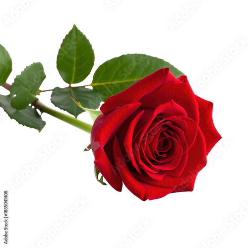 Single red rose isolated on white background