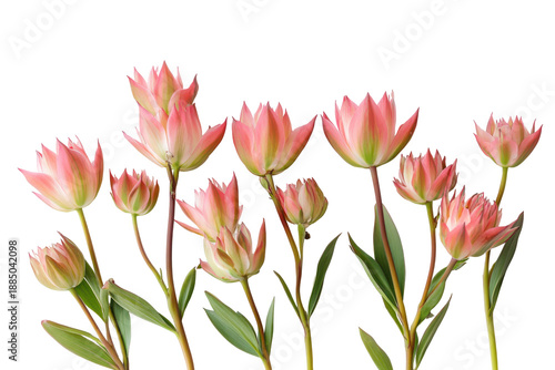 Wallpaper Mural Bunch of delicate pink Leucadendron flowers isolated on transparent background. Delicate Leucadendron flowers arranged beautifully against a flat isolated on white background. Torontodigital.ca