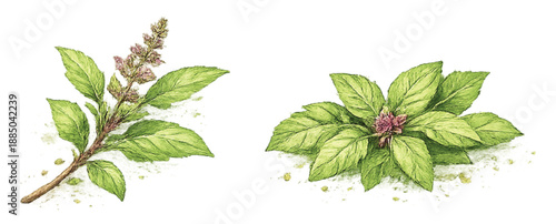 Thai Sweet Basil (Horapha) Watercolor Illustration Isolated on Transparent Background