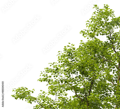 Tree branch isolated on transparent background. Large tree branch green leaves isolated on transparent background. Plant or tree leaves isolated on white background. Tree foliage PNG. Plant leaves PNG