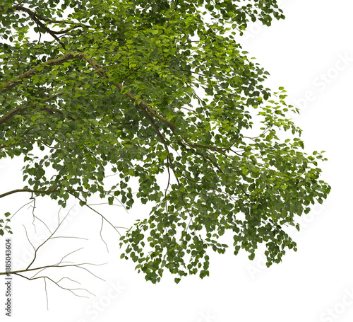 Tree branch isolated on transparent background. Large tree branch green leaves isolated on transparent background. Plant or tree leaves isolated on white background. Tree foliage PNG. Plant leaves PNG