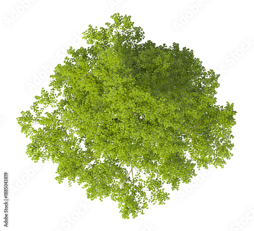 Single green tree isolated on transparent background. Large big tree with leaves isolated on transparent background. Tree isolated on white background. Isolated ornamental tree PNG. Leafy plant PNG.