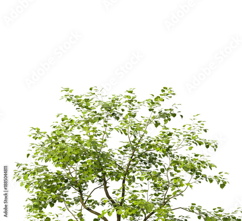 Tree branch isolated on transparent background. Large tree branch green leaves isolated on transparent background. Plant or tree leaves isolated on white background. Tree foliage PNG. Plant leaves PNG