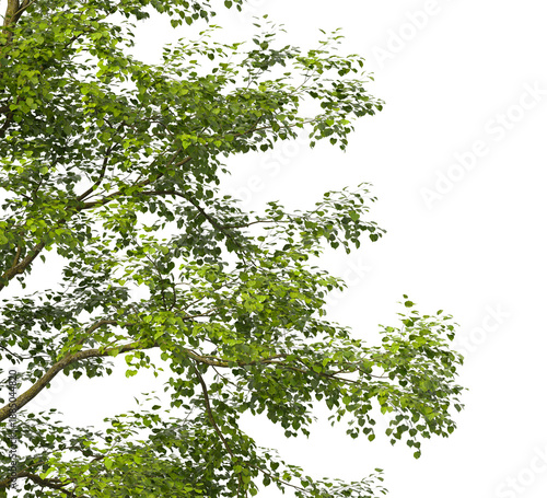 Tree branch isolated on transparent background. Large tree branch green leaves isolated on transparent background. Plant or tree leaves isolated on white background. Tree foliage PNG. Plant leaves PNG