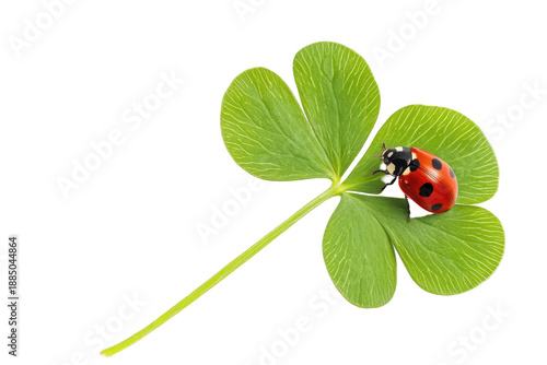 Ladybug on a four leaf clover isolated on transparent background. Ladybug on clover leaf isolated on white background.