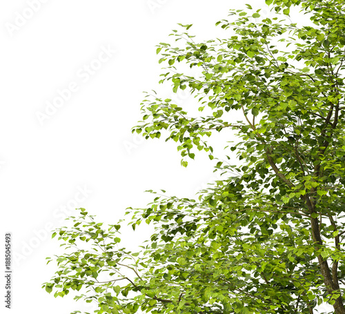 Tree branch isolated on transparent background. Large tree branch green leaves isolated on transparent background. Plant or tree leaves isolated on white background. Tree foliage PNG. Plant leaves PNG
