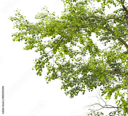 Tree branch isolated on transparent background. Large tree branch green leaves isolated on transparent background. Plant or tree leaves isolated on white background. Tree foliage PNG. Plant leaves PNG