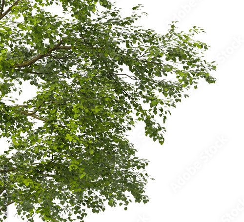 Tree branch isolated on transparent background. Large tree branch green leaves isolated on transparent background. Plant or tree leaves isolated on white background. Tree foliage PNG. Plant leaves PNG
